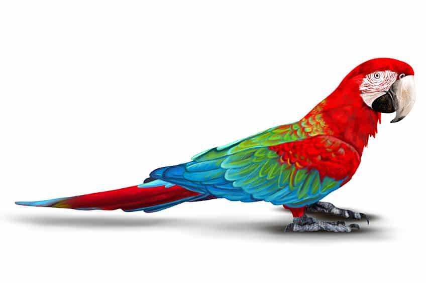 Simple Parrot Drawing PNG & SVG Design For T-Shirts