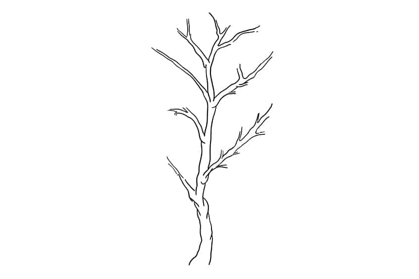 Plant Drawing 01