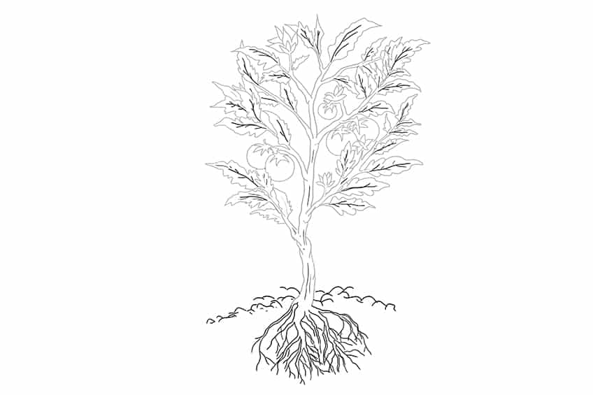 Plant Drawing 04