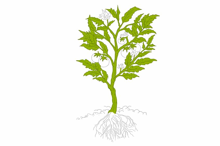 Plant Drawing Images  Browse 8681135 Stock Photos Vectors and Video   Adobe Stock