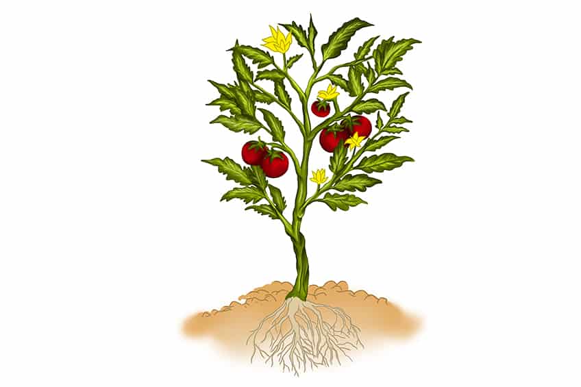 26068 Tomato Plant Drawing Images Stock Photos  Vectors  Shutterstock