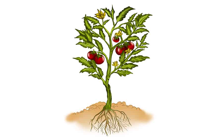 drawing of a standardized bean plant used in our experiments | Download  Scientific Diagram