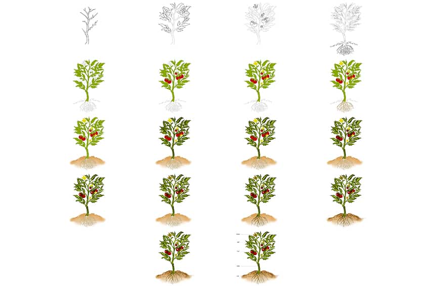 tree seedling drawing