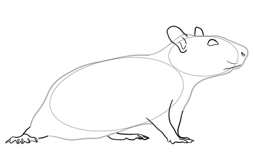 Rat Drawing 03