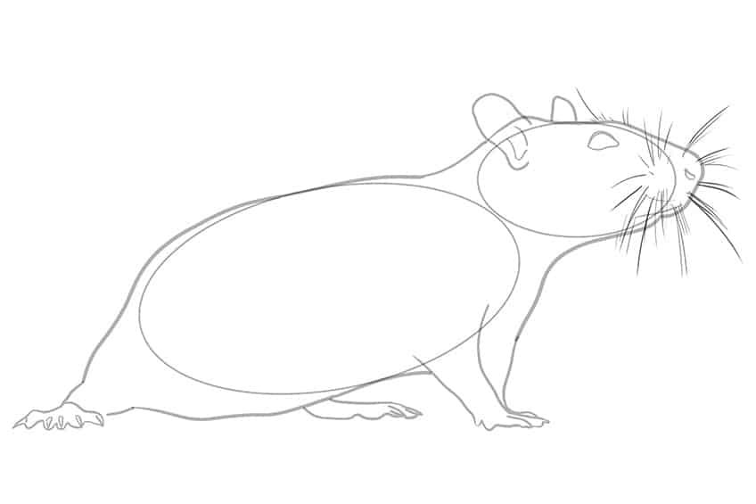 Rat Drawing 04