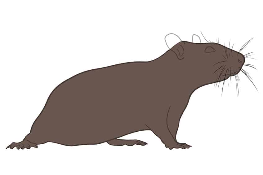 Rat Drawing 05