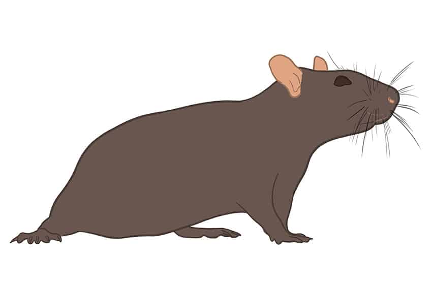 Rat Drawing 06