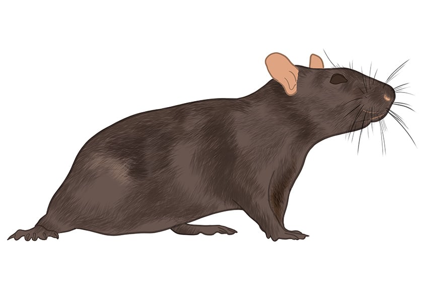 Rat Drawing 07