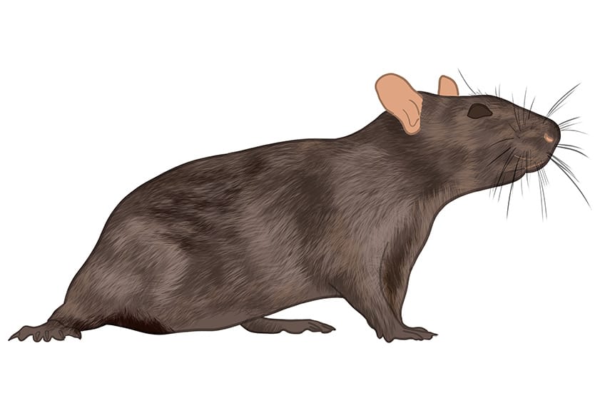 Rat Drawing 08