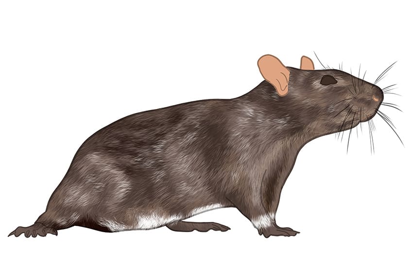 Rat Drawing 09