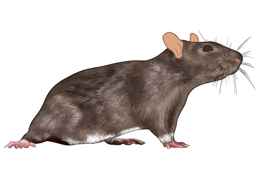 Rat Drawing 10