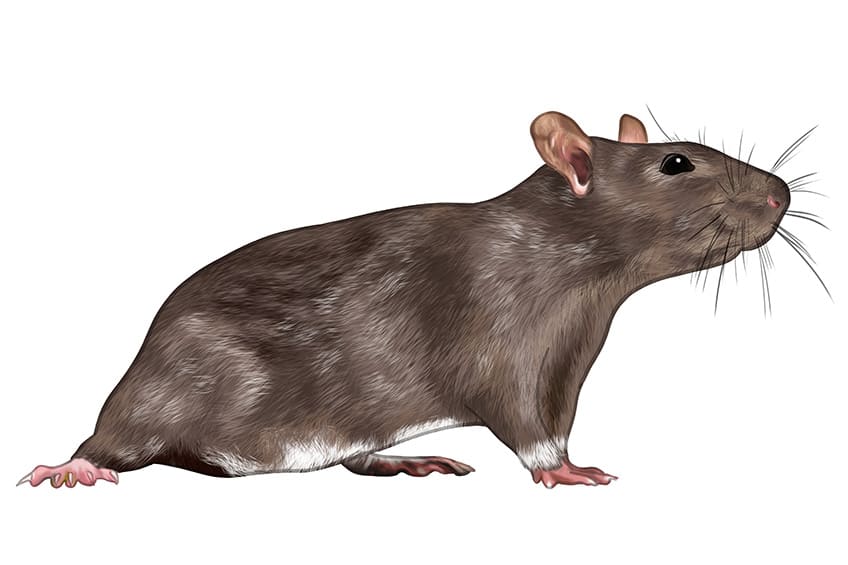 Rat Drawing 11