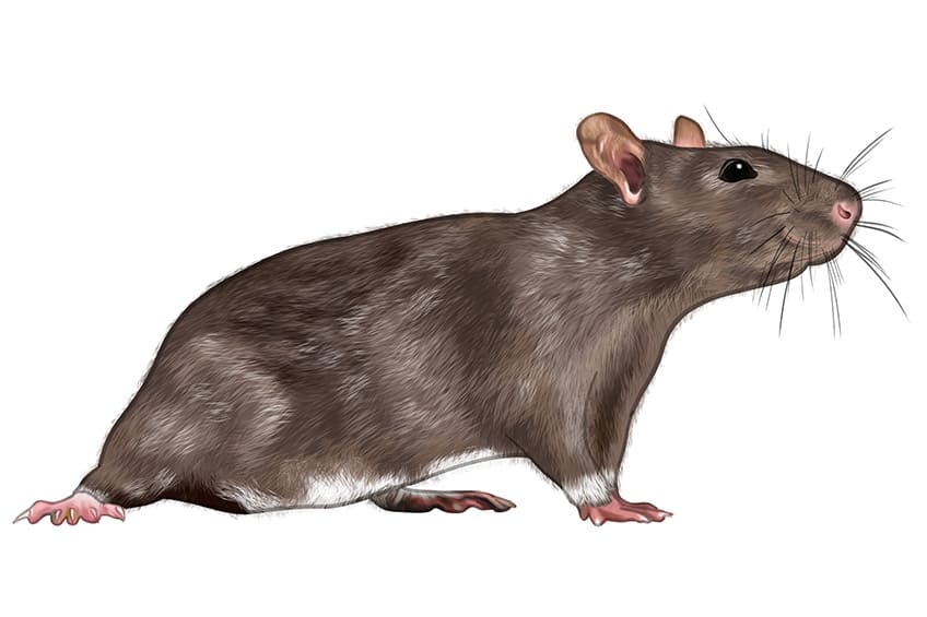 Rat Drawing 12