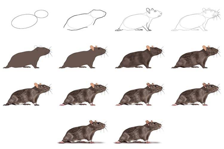 How to Draw a Rat A Fun Guide - Rat Drawing Collage 750x500 