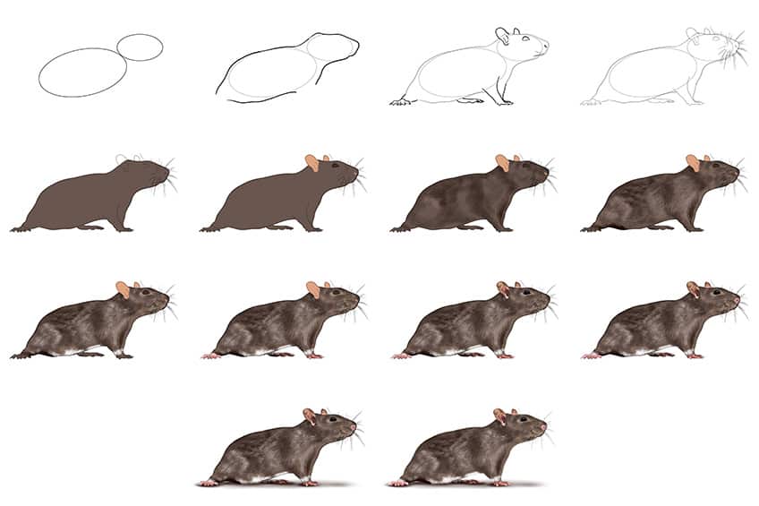Rat Drawing Collage