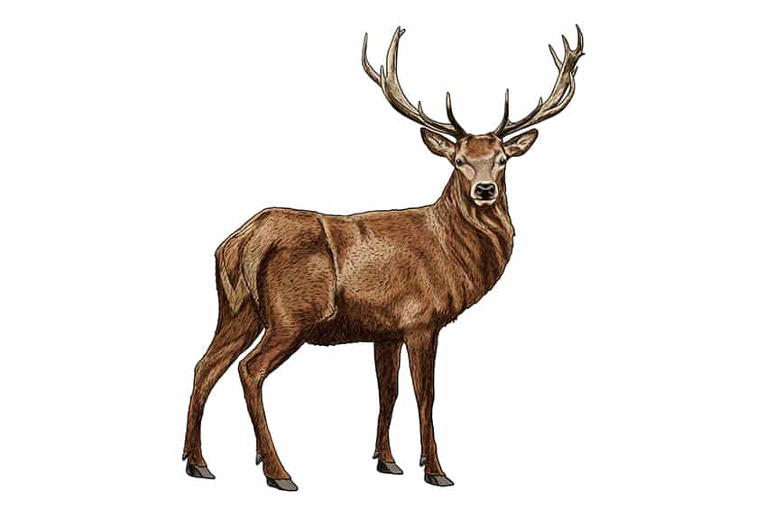 Realistic Deer Drawing 15