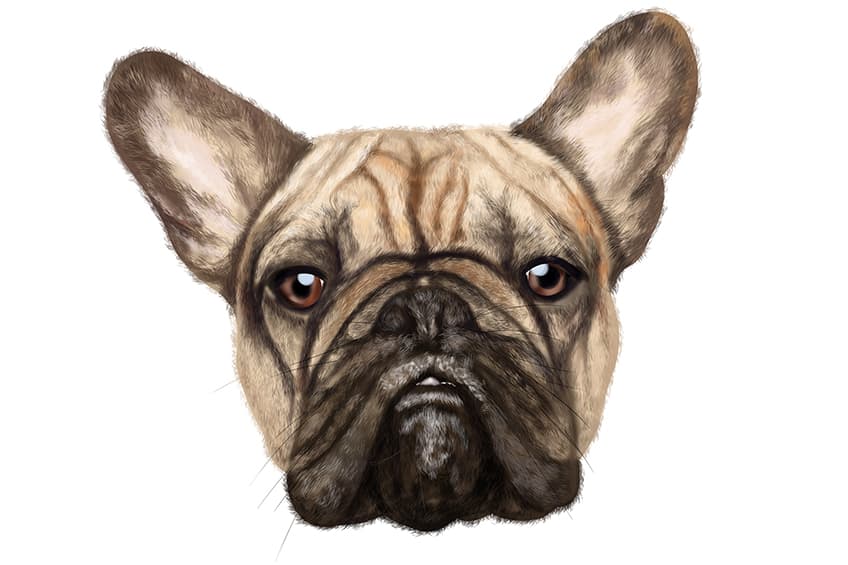 Realistic Dog Face Drawing 16