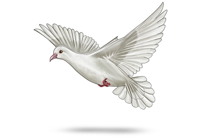 Realistic Dove Drawing 13