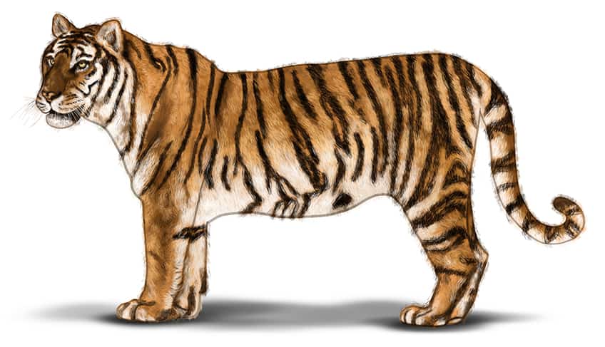 Realistic Tiger 16