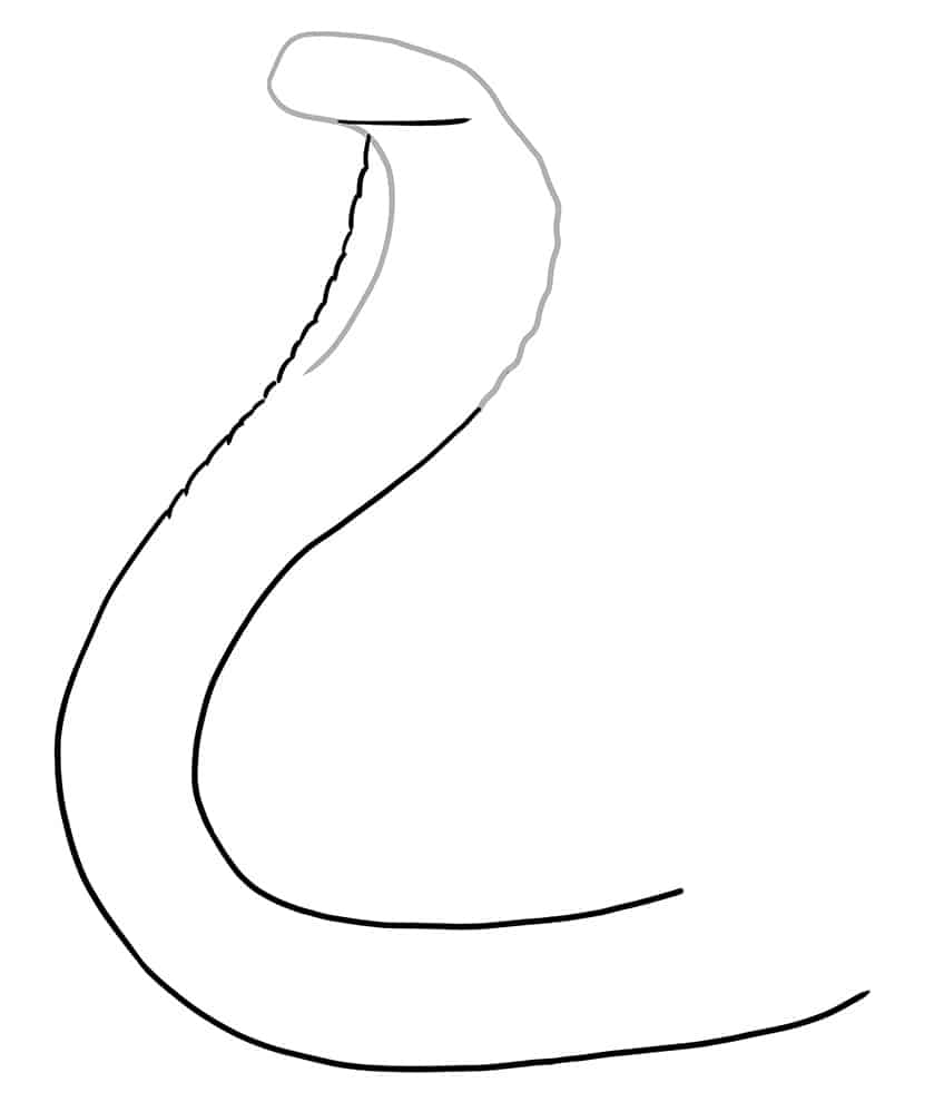 Snake Drawing 02