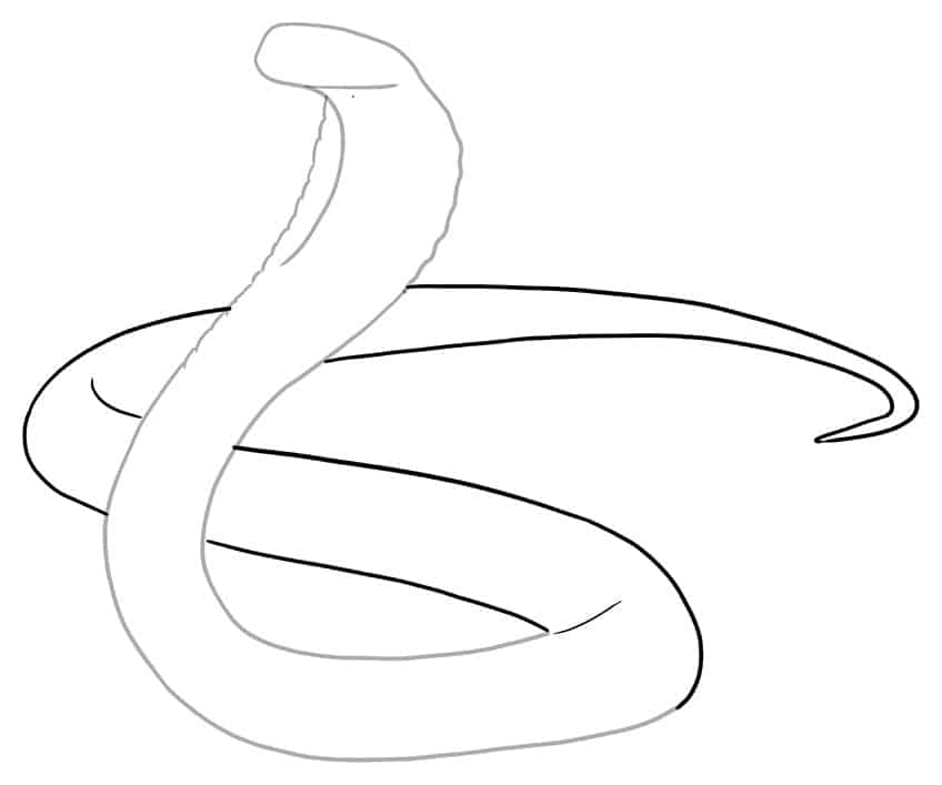 How To Draw A Snake  Sketch Tutorial 