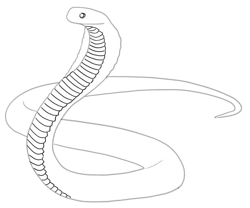 Realistic Viper Snake Drawing