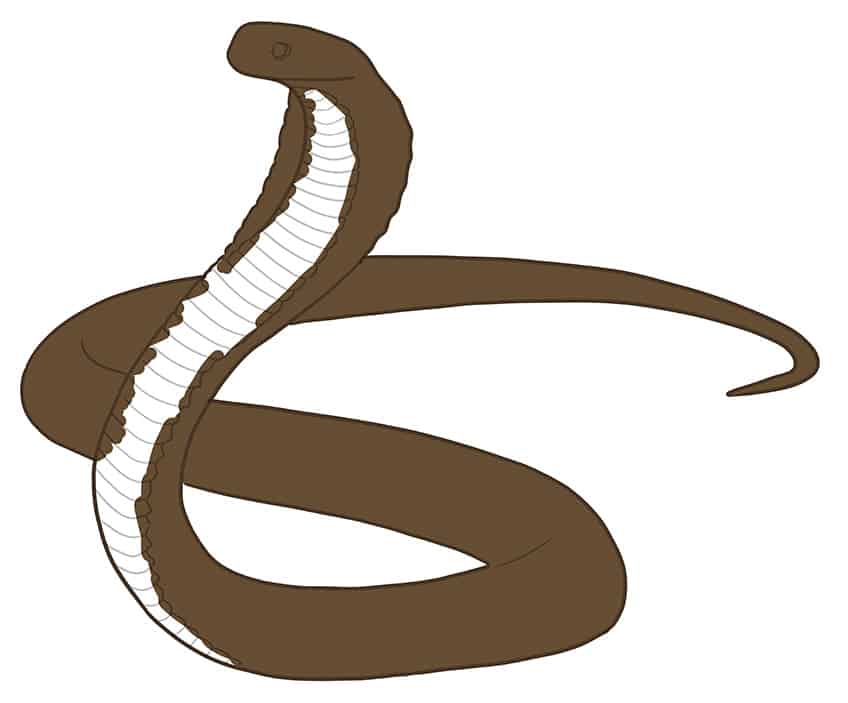 Snake Drawing 05