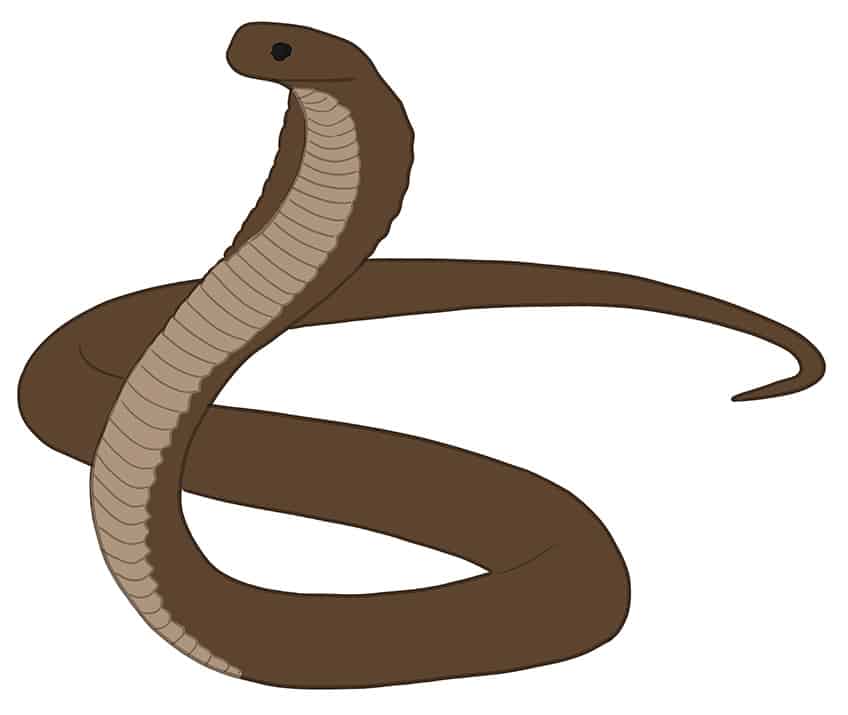 Snake Drawing 06