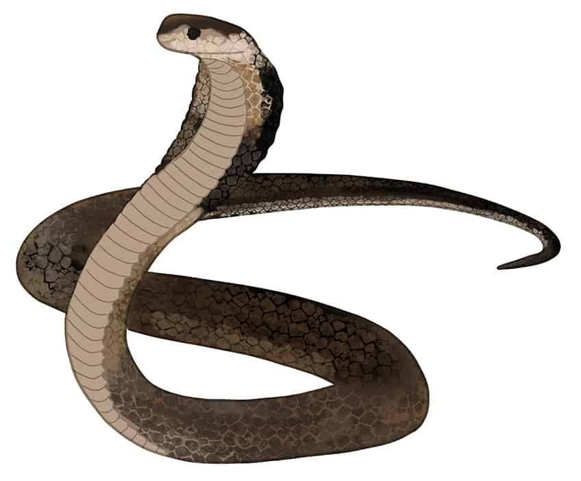 Free Snake Drawing, Download Free Snake Drawing png images, Free ClipArts  on Clipart Library