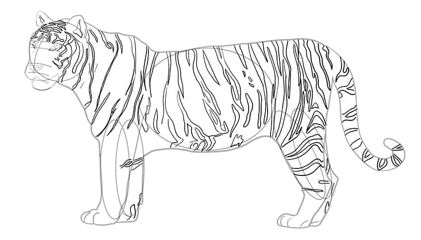 how to draw a realistic tiger step by step