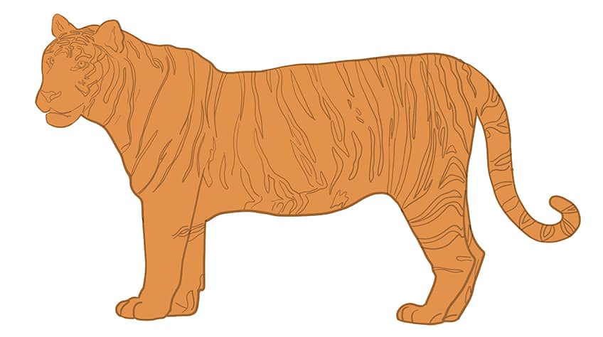 Tiger Drawing 08