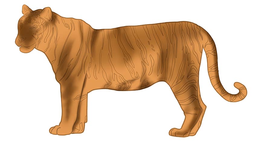 tiger side view drawing