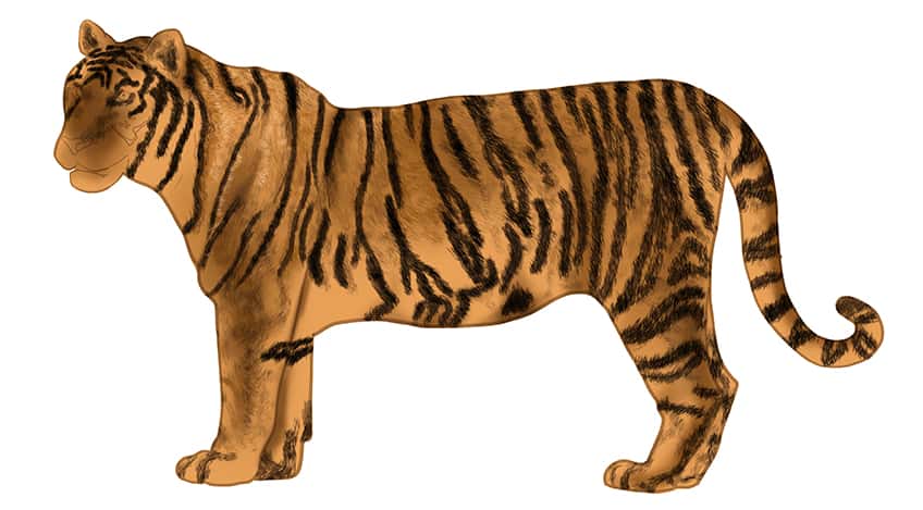 clipart torso tiger