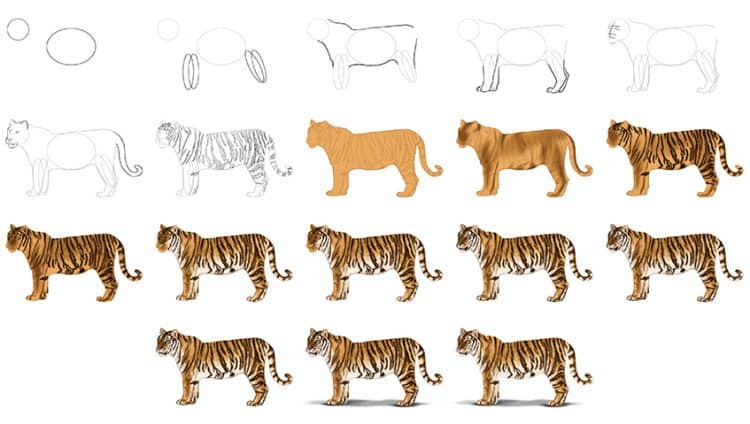 How to Draw a Tiger - A Fun Full Body Tiger Drawing