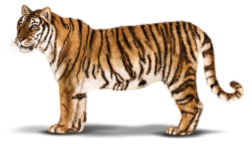 Tiger Face Drawing 17