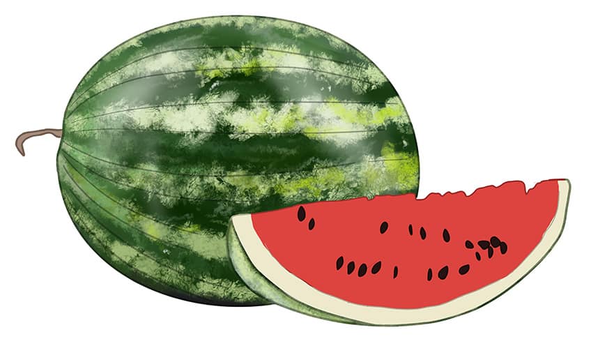 Watermelon Drawing 09