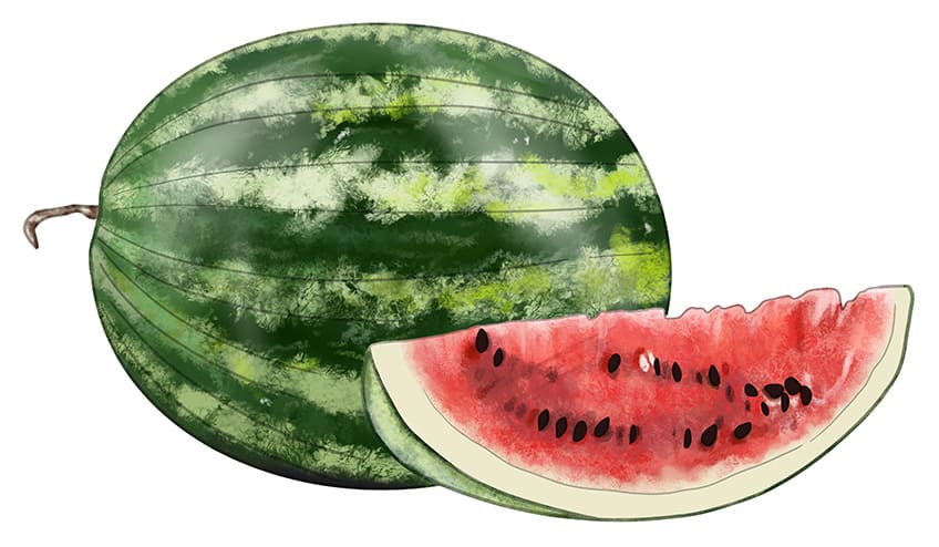 Watermelon Drawing 11