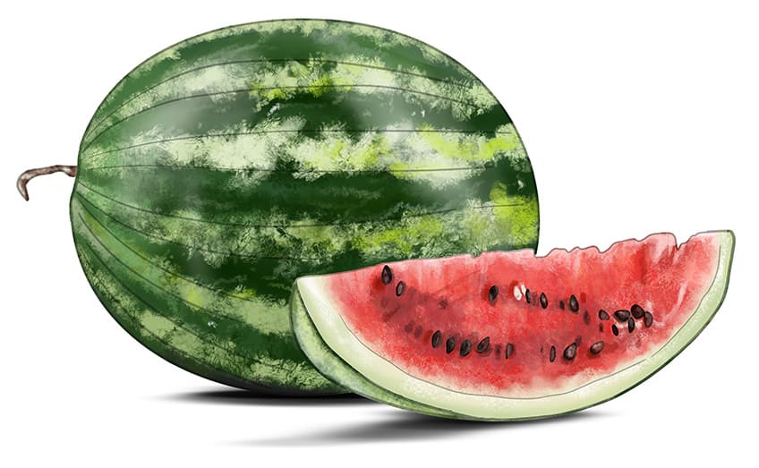 Watermelon Sketch 13