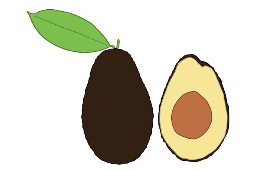 Avocado Drawing 08