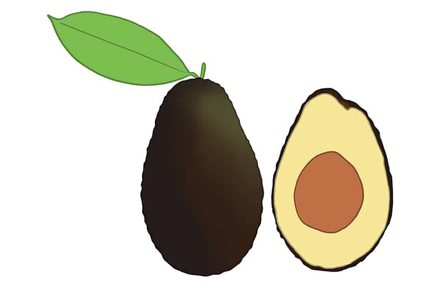 Avocado Drawing 09