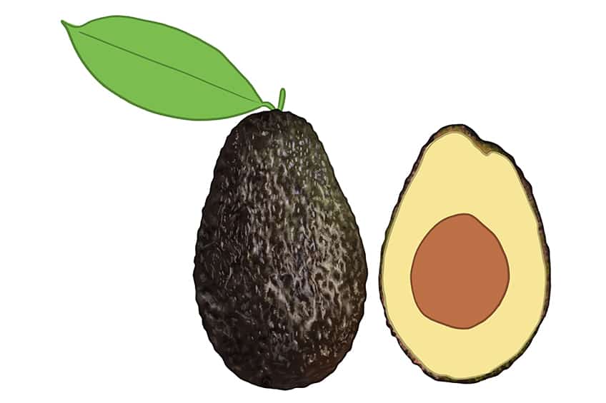 Avocado Drawing 11