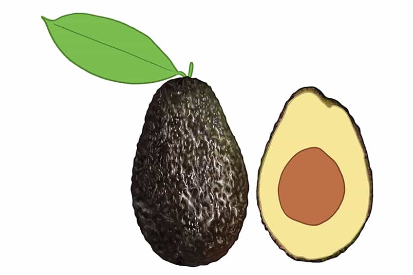 Avocado Drawing 12