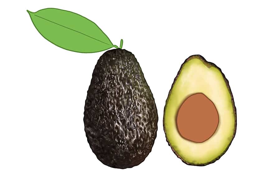 Avocado Drawing 13