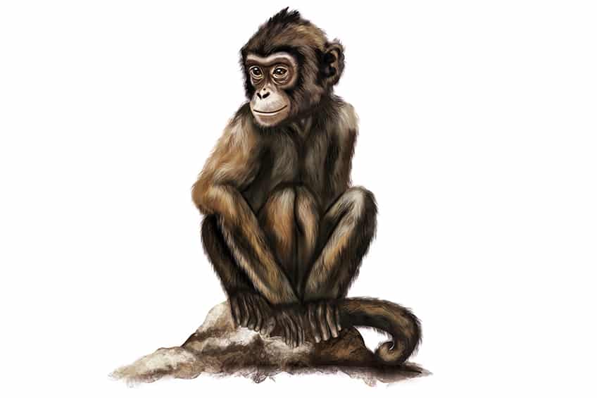 Drawing of a Monkey 34