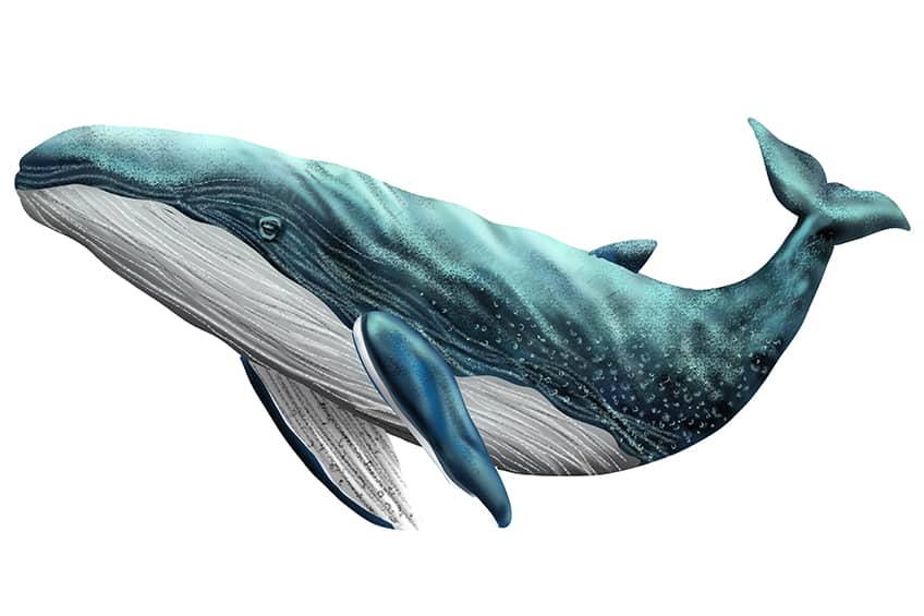 Drawing of a Whale 17