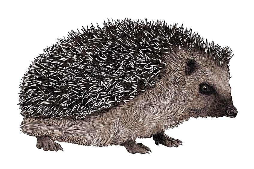 Easy Hedgehog Drawing 15