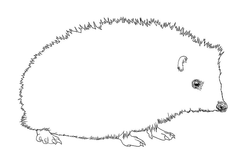 Hedgehog Drawing 06