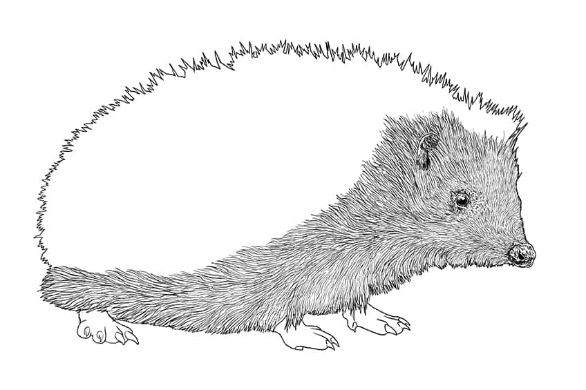 Hedgehog Drawing 07