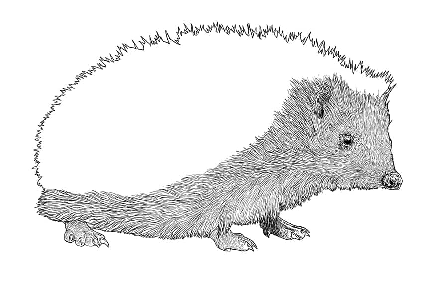 Hedgehog Drawing 08