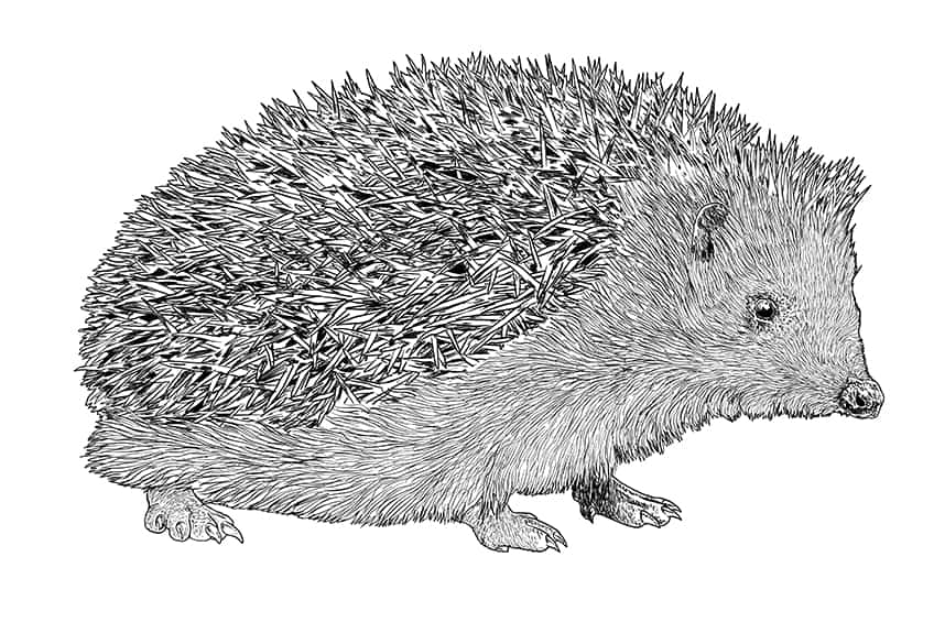 Hedgehog Drawing 09